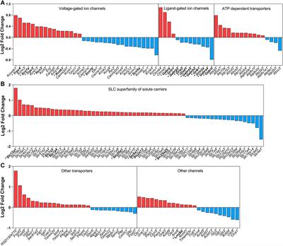 Osmoregulation and the Hypothalamic Supraoptic Nucleus: From Genes to Functions